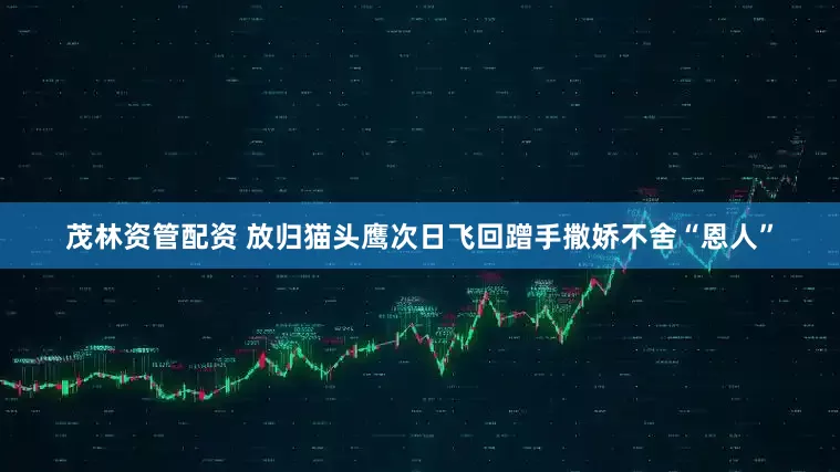 茂林资管配资 放归猫头鹰次日飞回蹭手撒娇不舍“恩人”